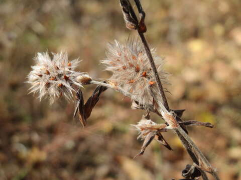 Image of Hare's-foot Clover