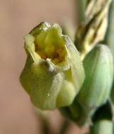 Image de Hesperaloe funifera (K. Koch) Trel.