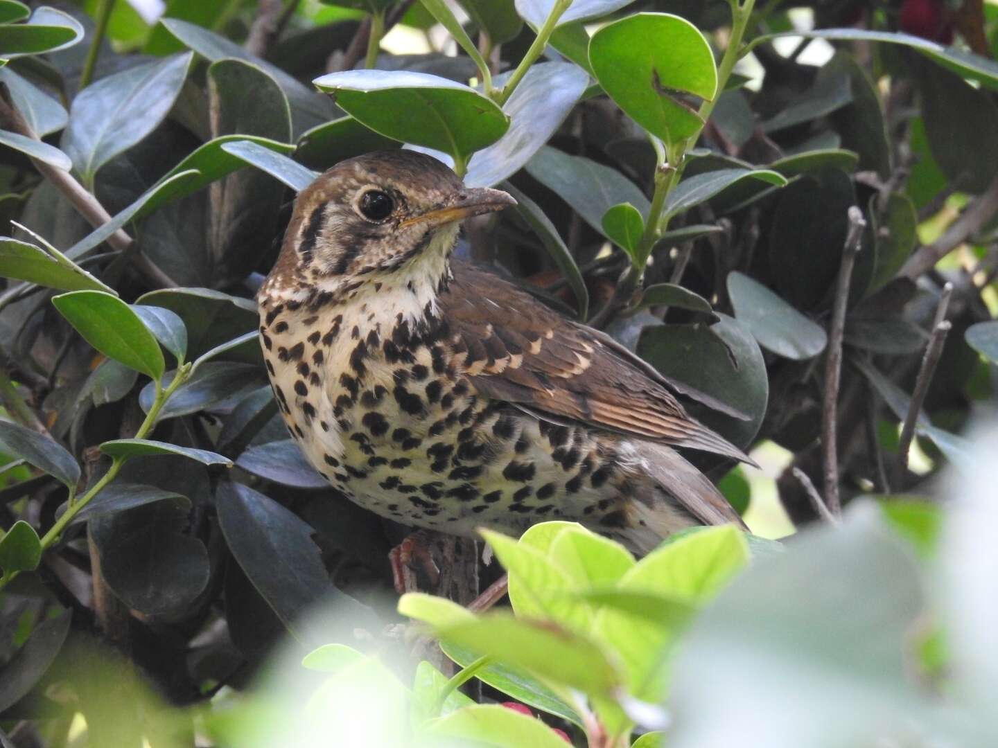 Image of Chinese Thrush