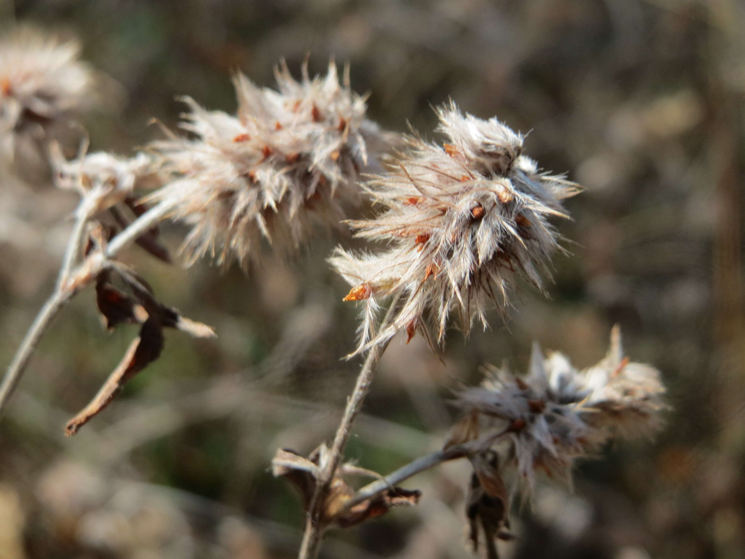 Image of Hare's-foot Clover