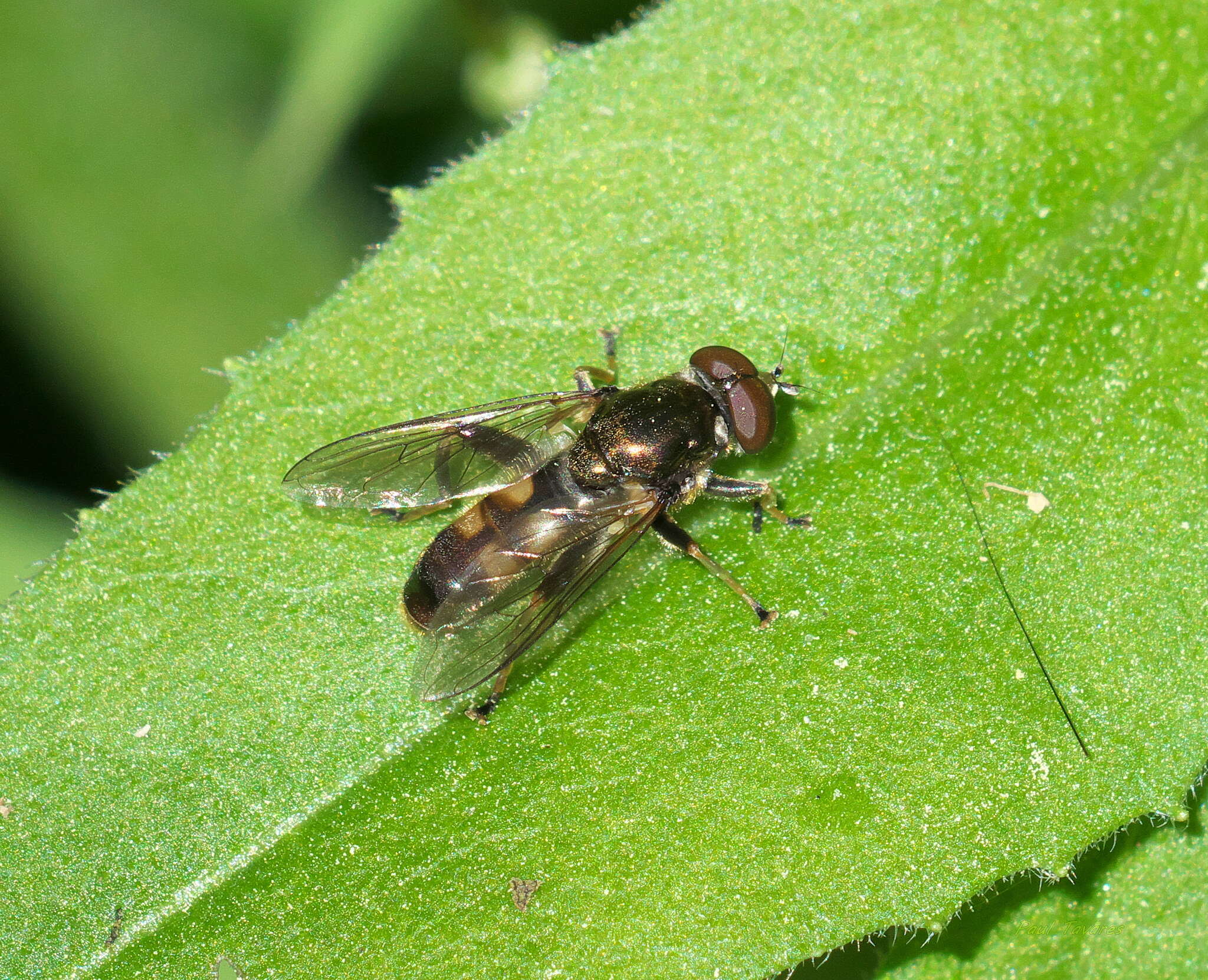 Image of Chalcosyrphus anthreas (Walker 1849)