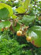 Sivun Rubus ellipticus var. obcordatus (Franch.) Focke kuva