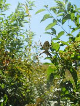 Image of Banded Argiope