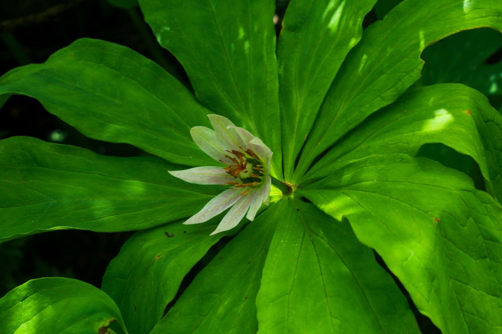 Image of Paris japonica (Franch. & Sav.) Franch.