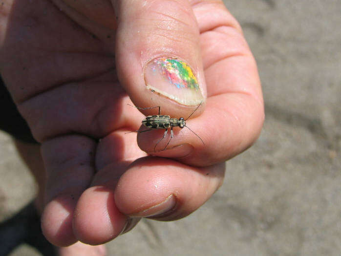 Image de Cicindela puritana