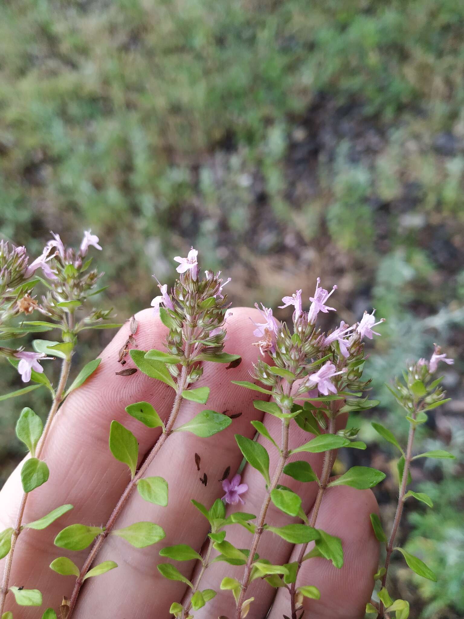 Image of Thymus curtus Klokov