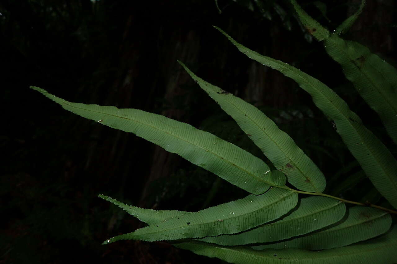 Imagem de Plagiogyria euphlebia (Kunze) Mett.