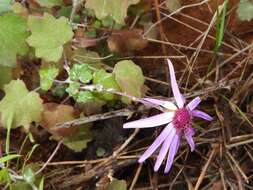 Image of Pericallis lanata (L'Hér.) B. Nord.