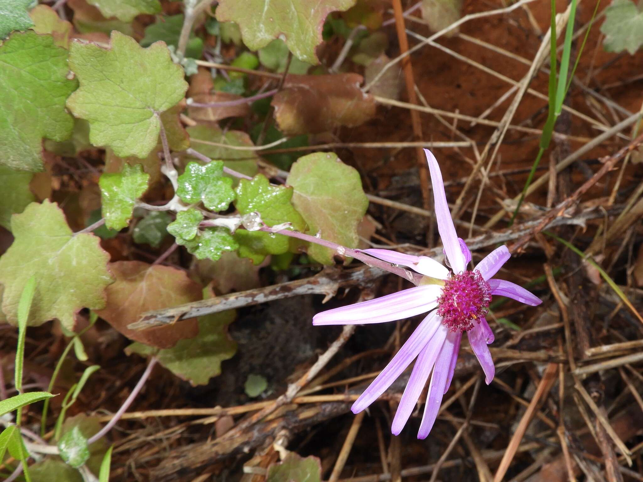 Imagem de Pericallis lanata (L'Hér.) B. Nord.