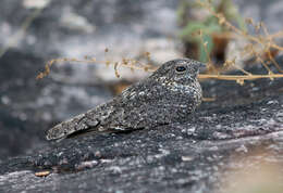 Image of Pygmy Nightjar