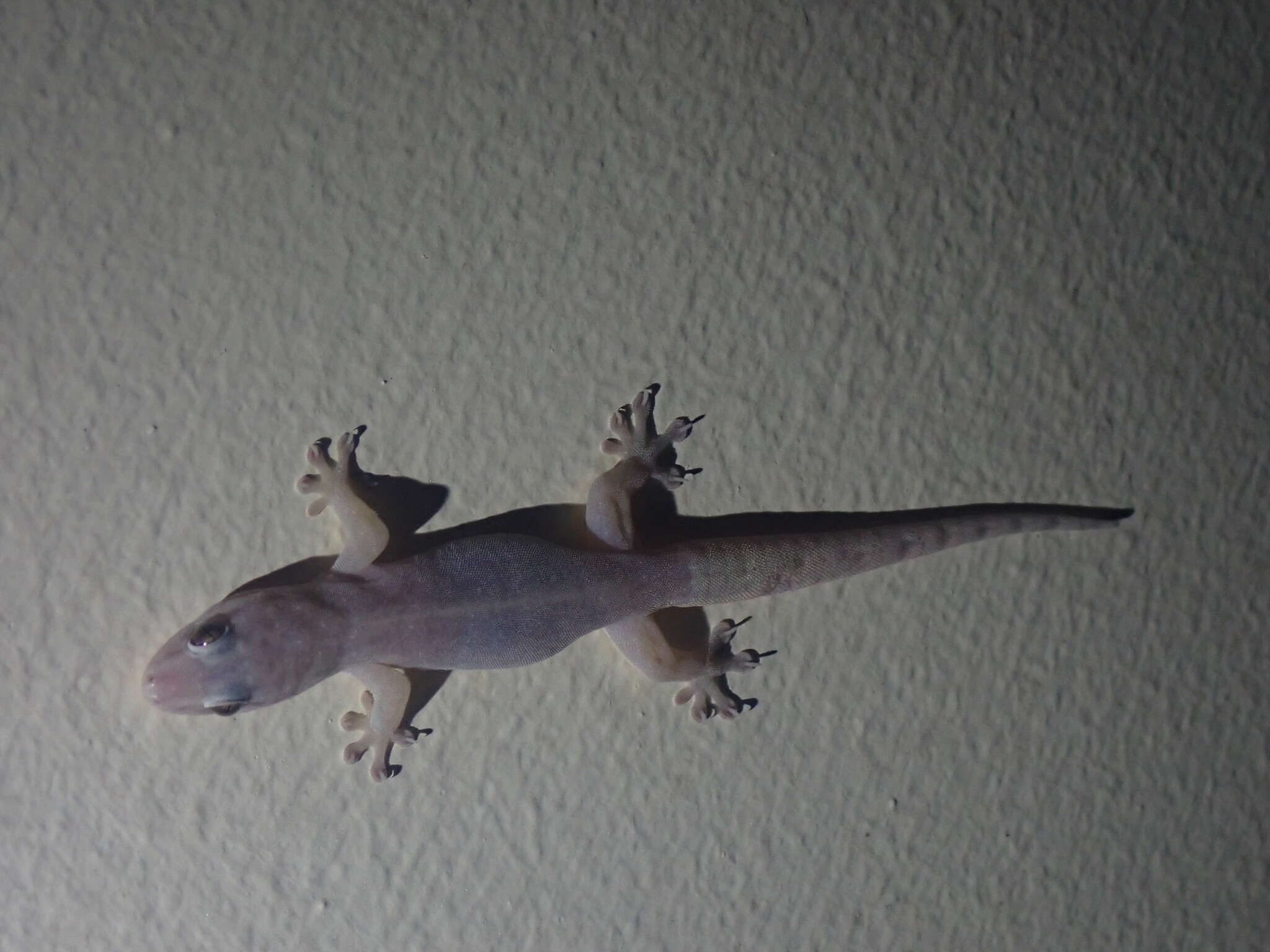 Image of House Gecko