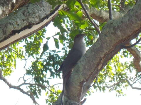 Image of Cuban Lizard-cuckoo