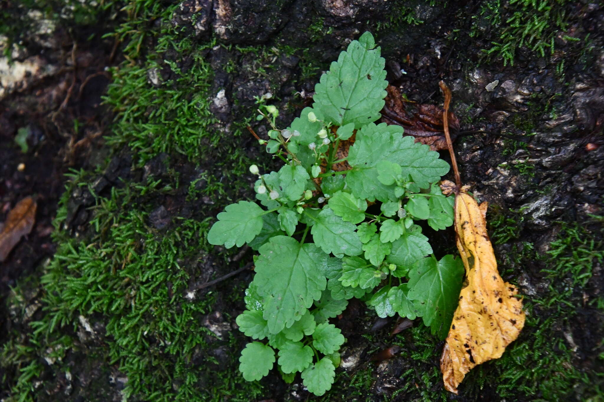 Image of Scutellaria pekinensis Maxim.