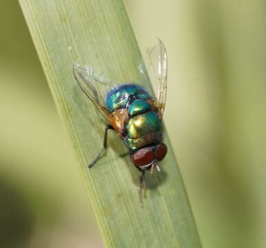 Image of Neomyia lauta (Wiedemann 1830)