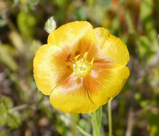 Image of stiffstem flax