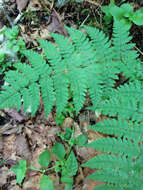 Image of intermediate woodfern