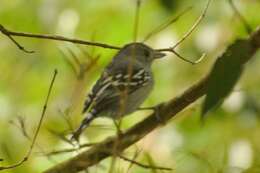 Image of Sooretama Slaty Antshrike