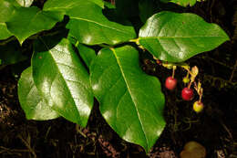 Image of salal