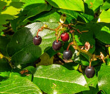 Image of salal