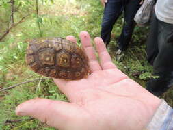 Image of Mexican Spotted Terrapin