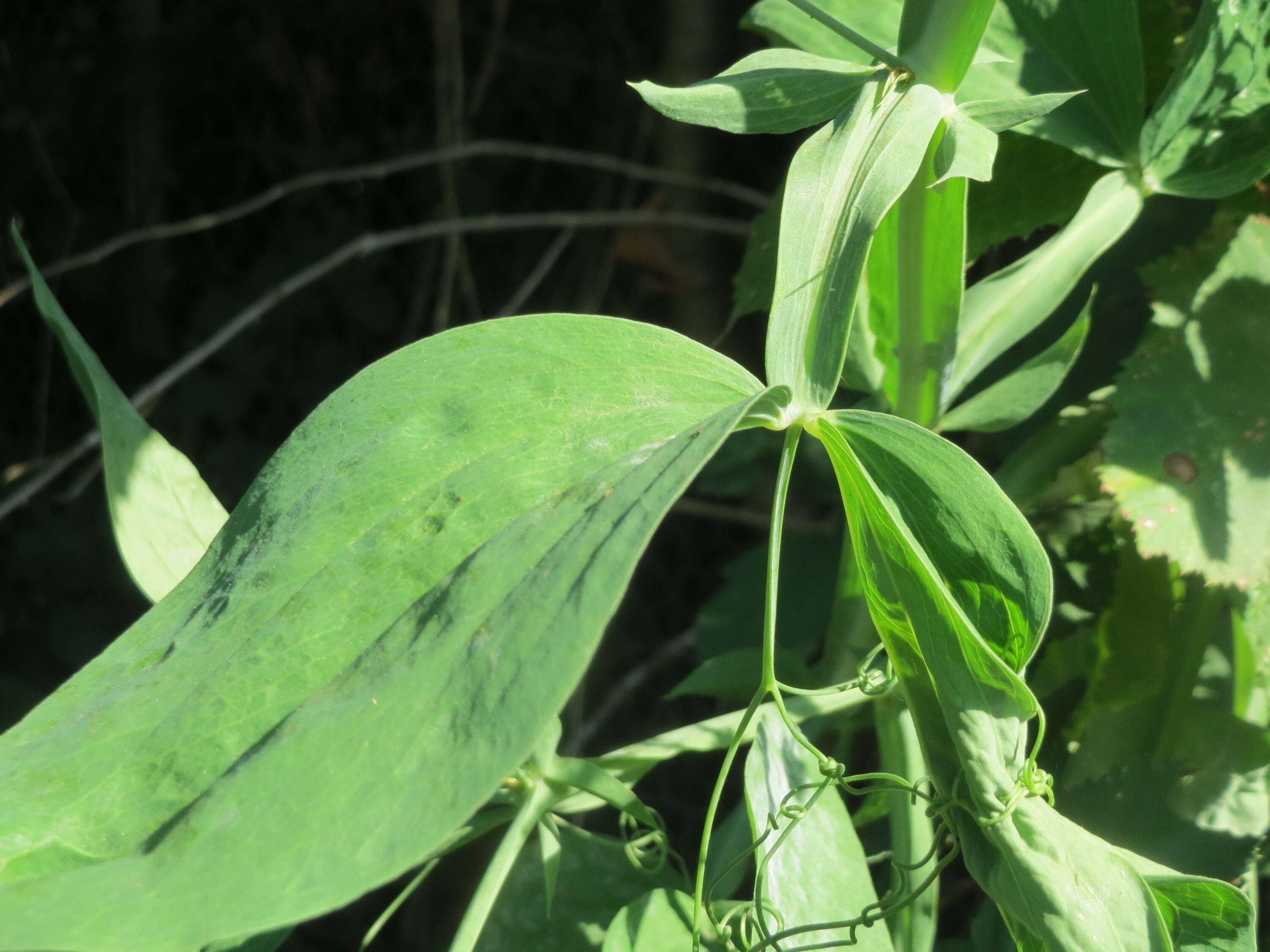 Lathyrus latifolius L. resmi