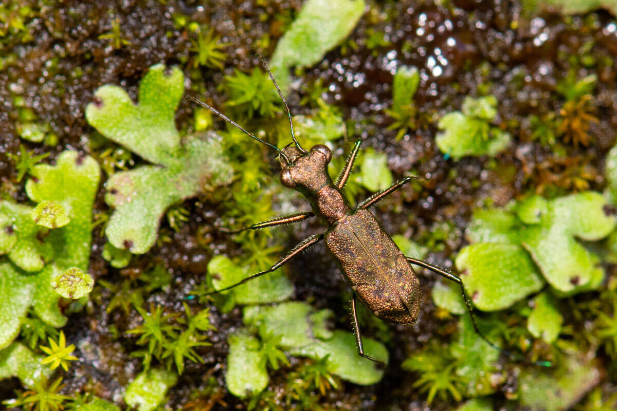 Image of Cylindera (Cylindera) sauteri (W. Horn 1912)