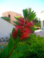 صورة Callistemon citrinus (Curtis) Skeels