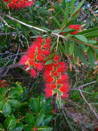 صورة Callistemon rigidus R. Br.