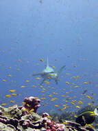 Image of Scalloped Hammerhead