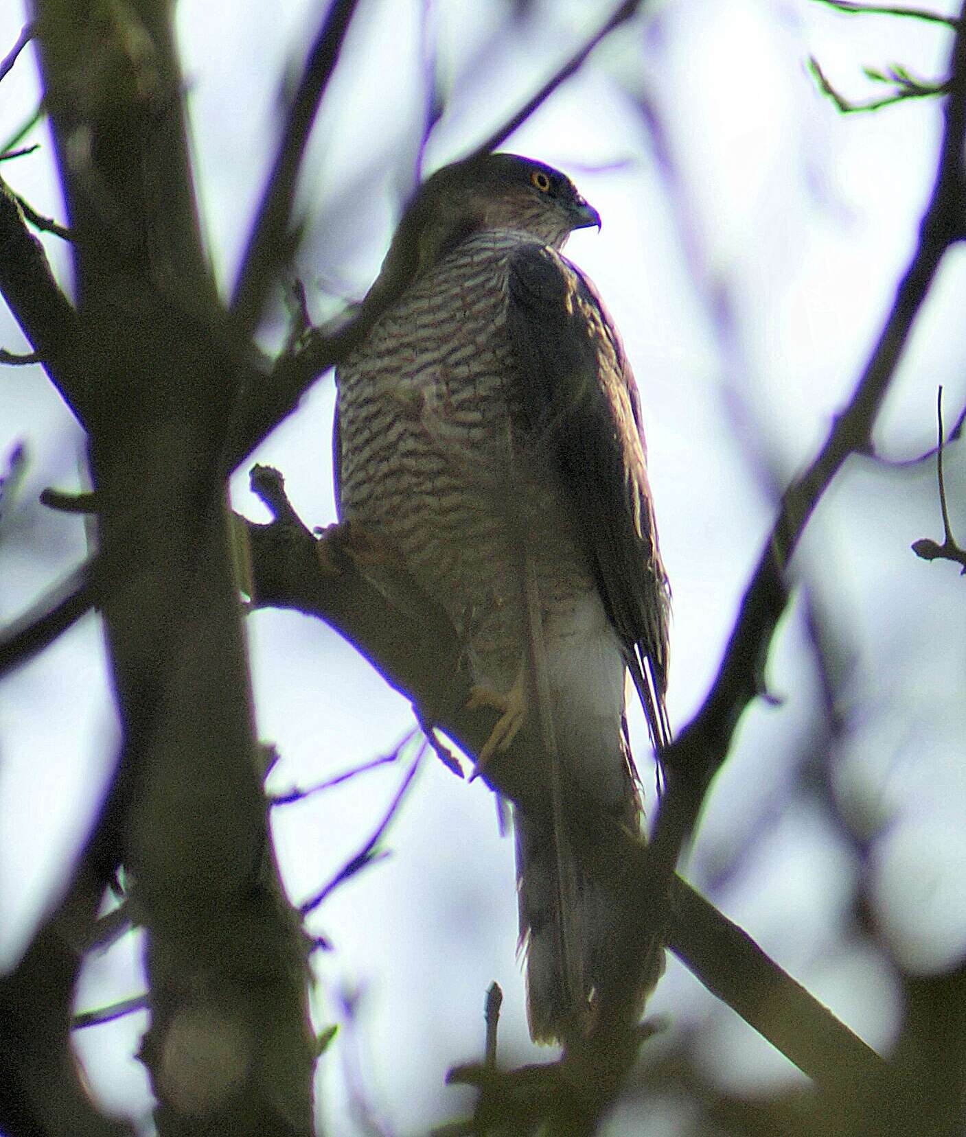 Image of Eurasian Sparrowhawk