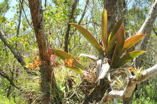 Image of spotted mule-ear orchid