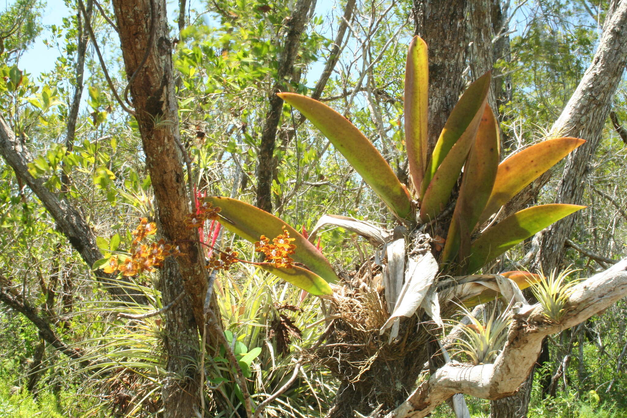 Image of spotted mule-ear orchid