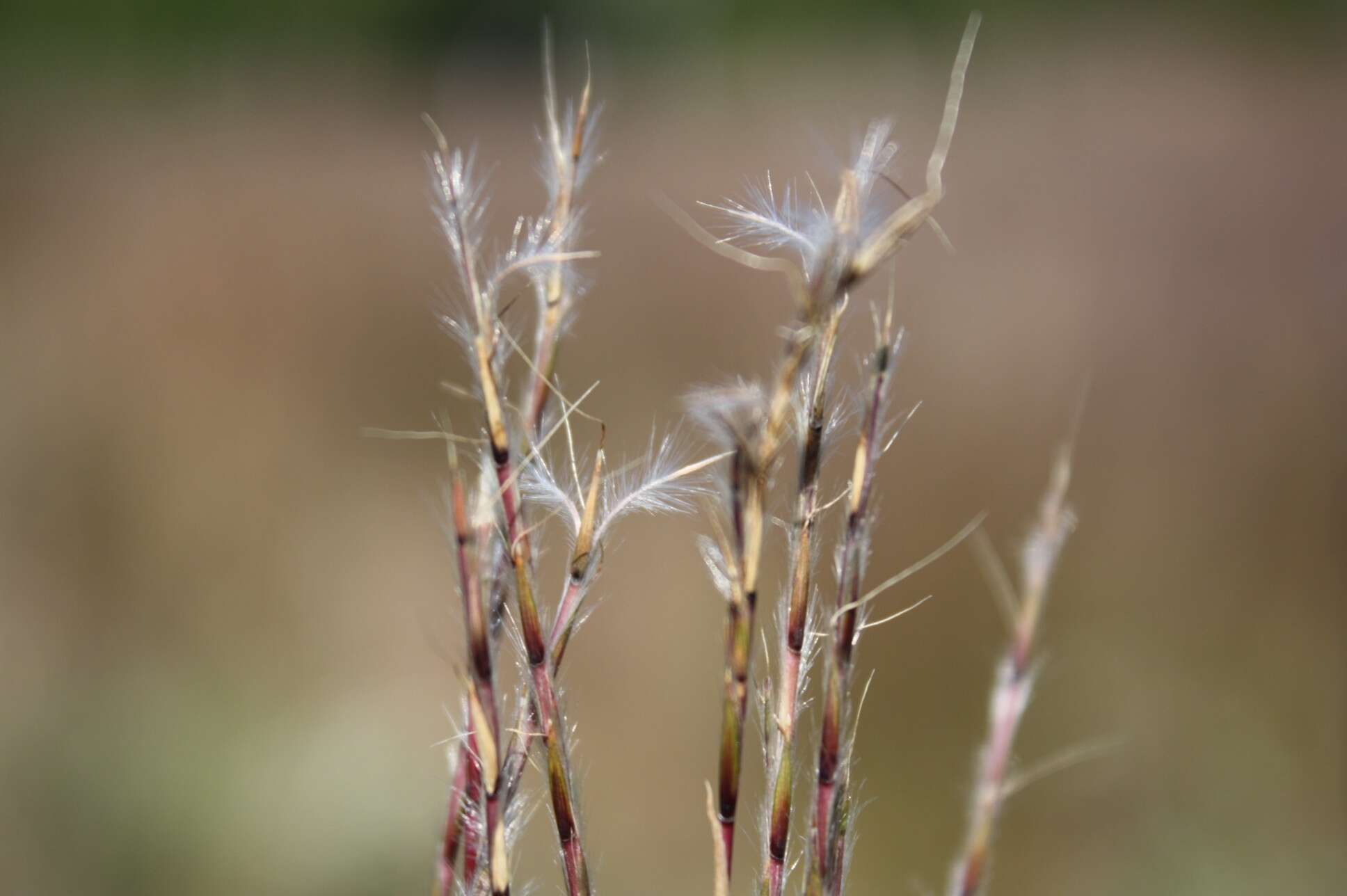 Image de Schizachyrium scoparium (Michx.) Nash