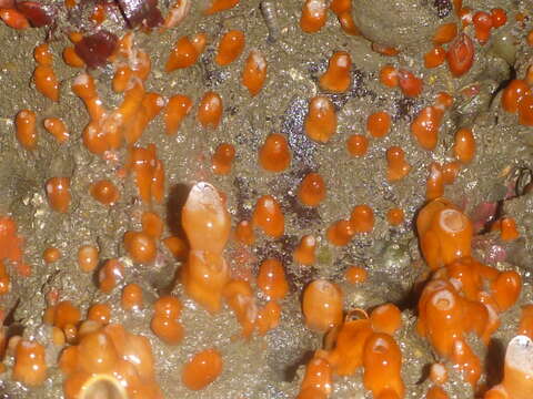 Image of Strawberry anemones