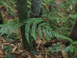 Image de Polystichum biaristatum (Bl.) Moore