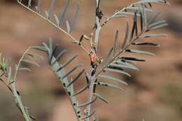 Image of Indigofera cryptantha var. occidentalis Baker fil.