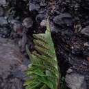 Image of Asplenium obtusatum var. sphenoides (Kunze) C. Chr. ex Skottsb.