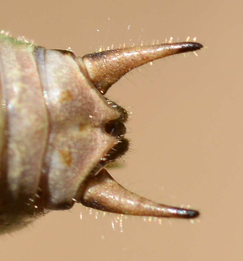 Image of Eupholidoptera chabrieri (Charpentier 1825)