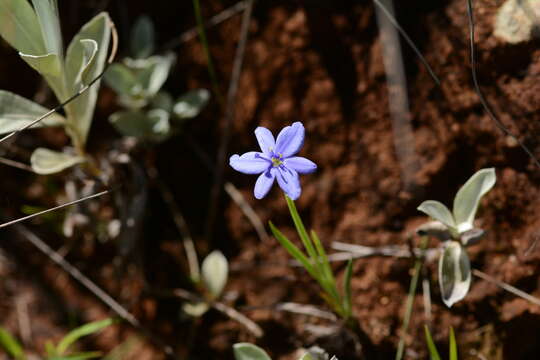 Imagem de Aristea abyssinica Pax