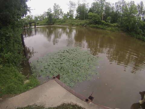 Image of water chestnut