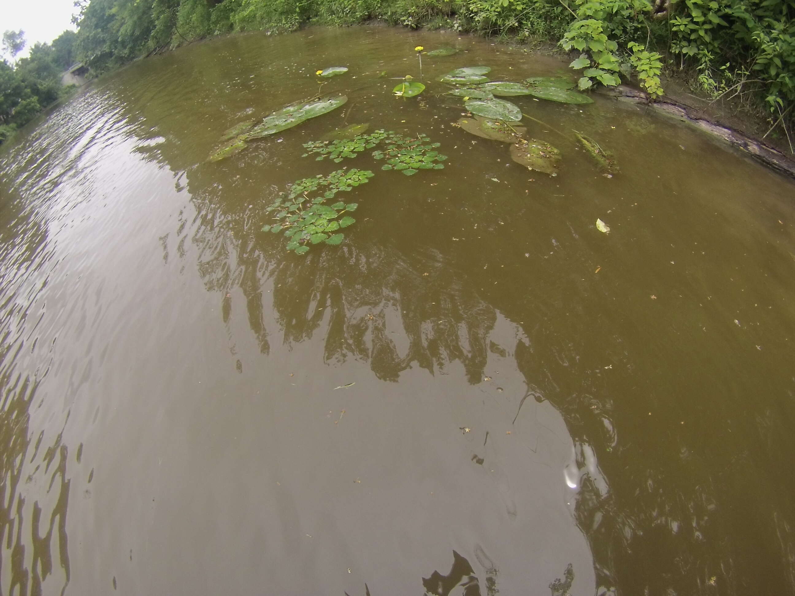 Image of water chestnut