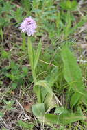 Image of Neotinea tridentata subsp. tridentata