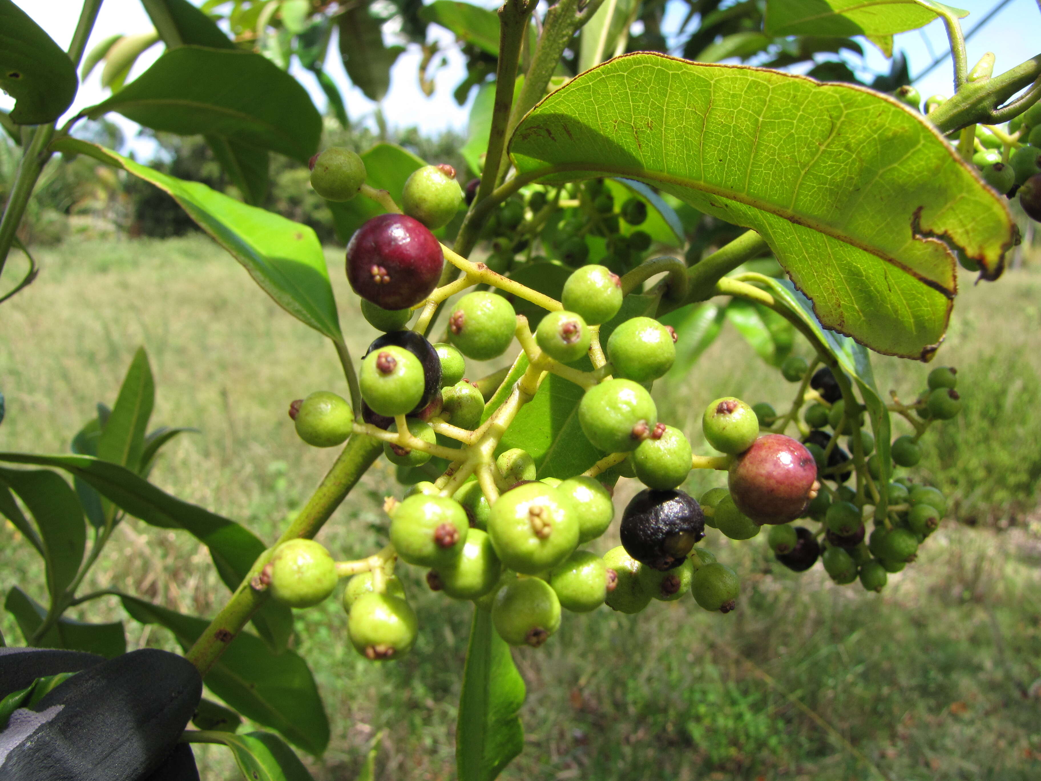 Image of Allspice