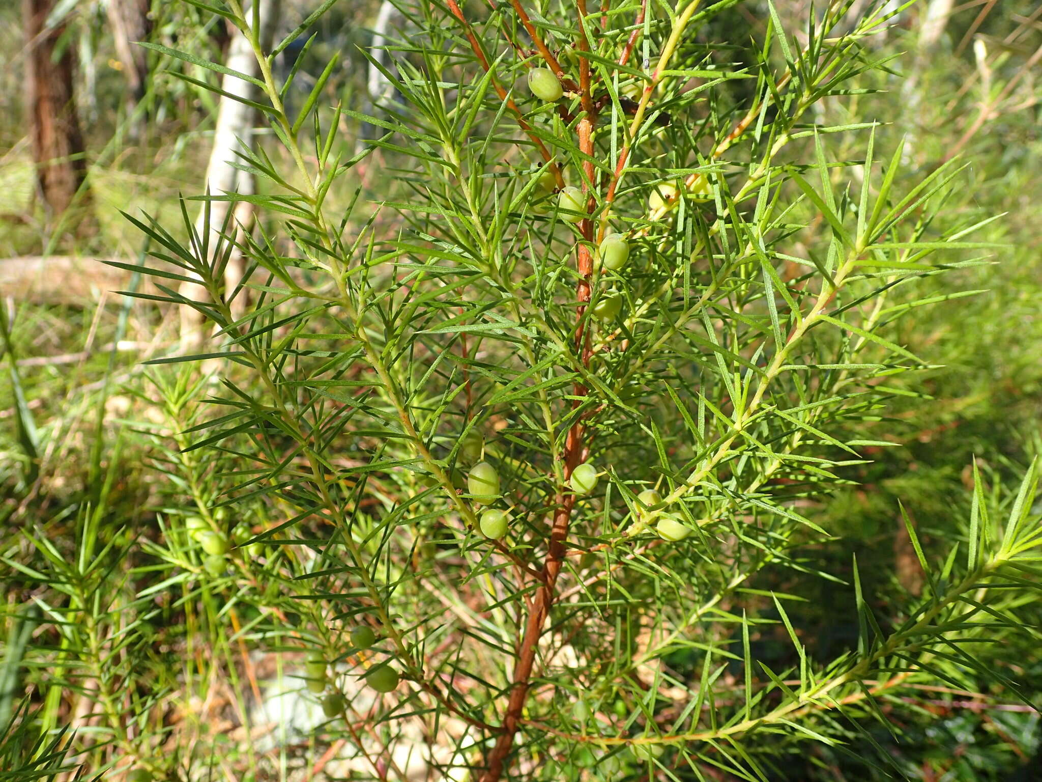 Imagem de Persoonia juniperina Labill.