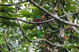 Image of Magnificent Quetzal