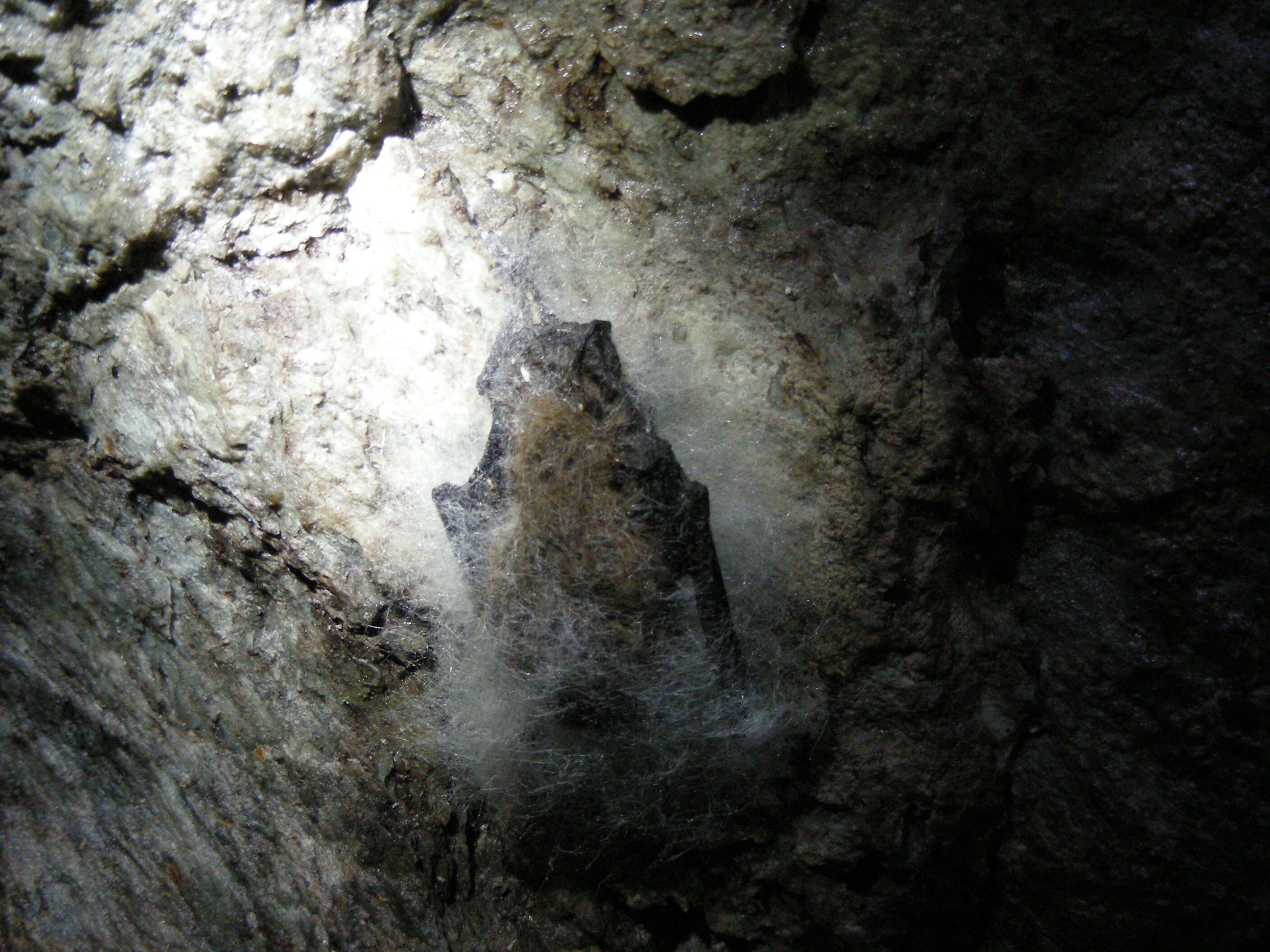 Image of little brown bat