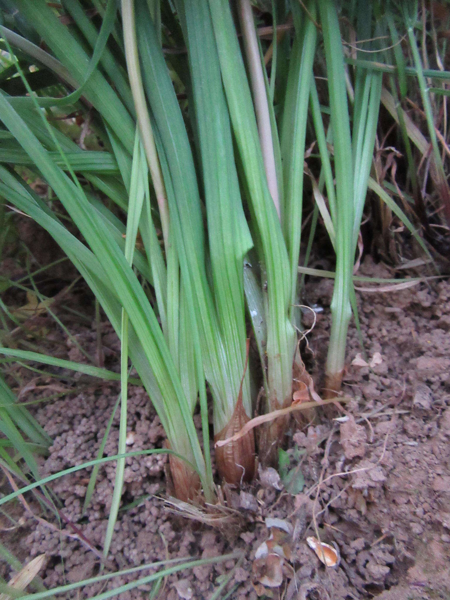 Image of Bulbinella cauda-felis (L. fil.) T. Durand & Schinz