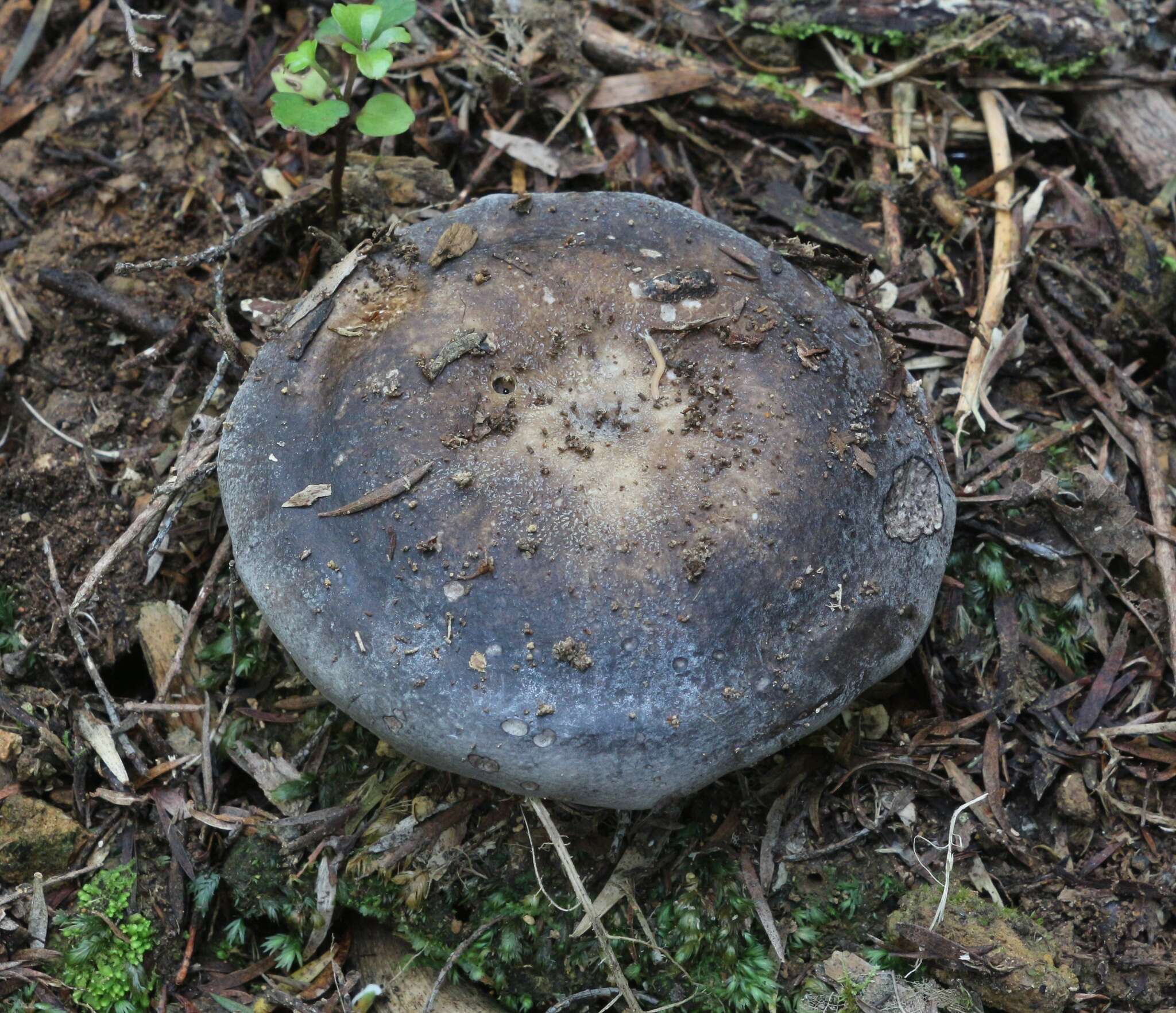 Plancia ëd Russula inquinata McNabb 1973