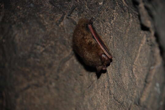 Image of Eastern Pipistrelle