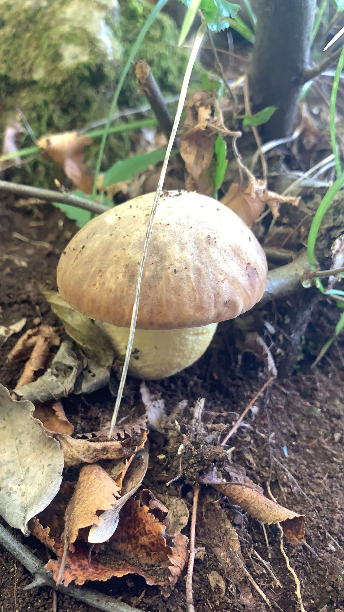 Image of Leccinellum lepidum (H. Bouchet ex Essette) Bresinsky & Manfr. Binder 2003